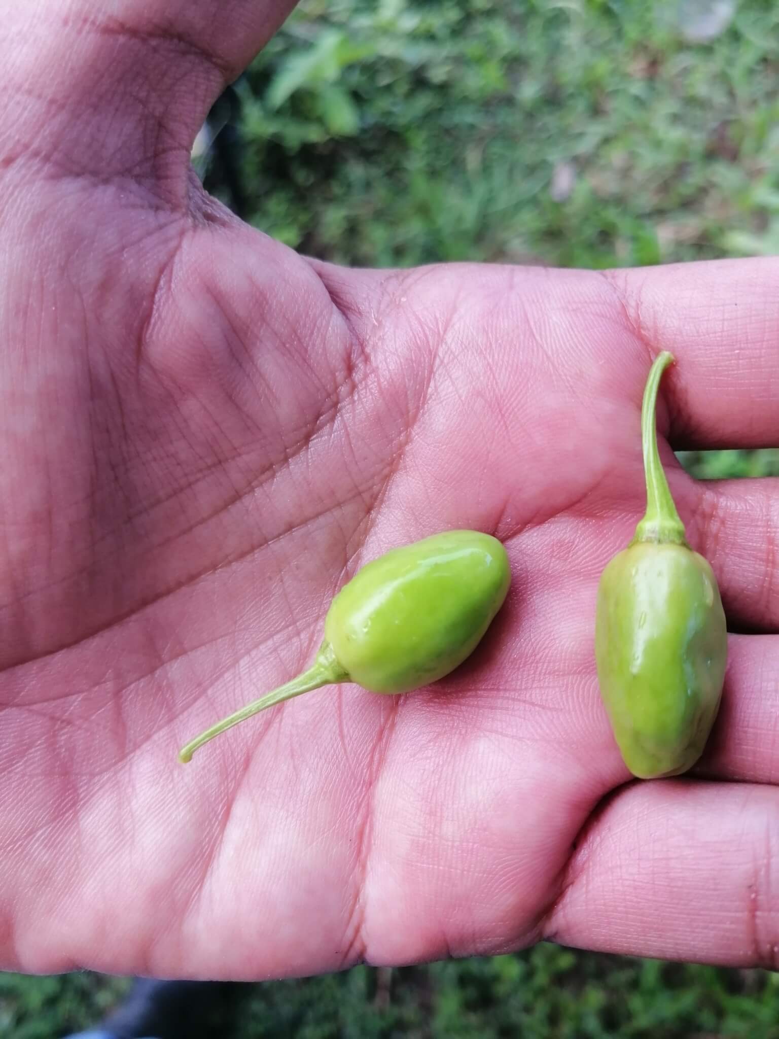 Capsicum annuum cv. 'Jalapeno'